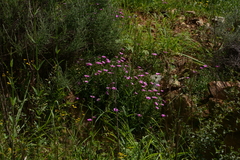 Delosperma cooperi