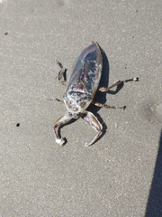 Lethocerus annulipes