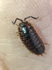 Porcellio dispar