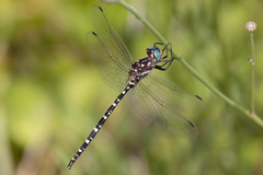 Archaeosynthemis leachii
