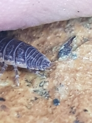 Porcellio dispar