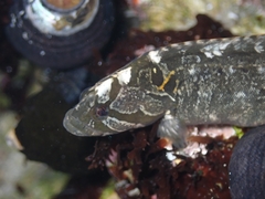 Cebidichthys violaceus