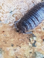 Porcellio dispar