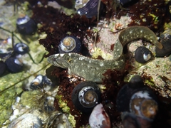 Cebidichthys violaceus