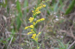 Solidago leavenworthii