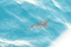 Sphoeroides annulatus