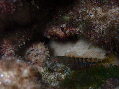 Parablennius incognitus