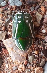 Rhabdotis semipunctata