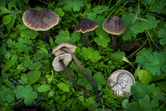 Macrocystidia cucumis latifolia