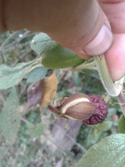 Passiflora bogotensis