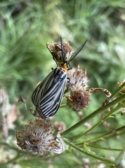Ctenucha vittigera