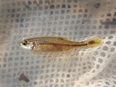 Hesperoleucus symmetricus