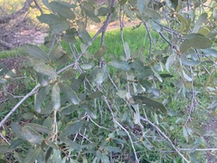 Quercus engelmannii