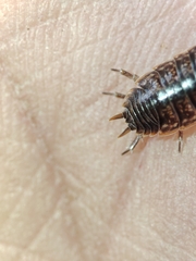 Porcellio dispar
