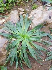 Plantago serraria