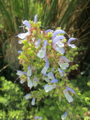 Salvia chamelaeagnea