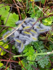 Thaumetopoea herculeana