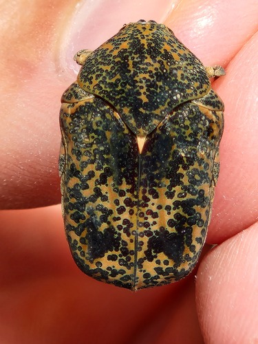 Marmarina insculpta
