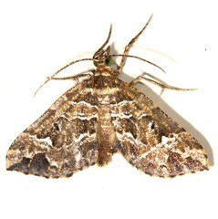 Pyraloidea