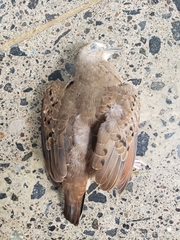 Columbina talpacoti