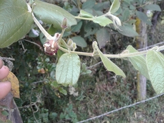 Passiflora bogotensis