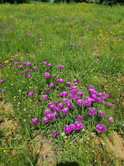 Delosperma cooperi