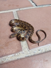 Leptodeira rhombifera