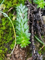 Sherardia arvensis