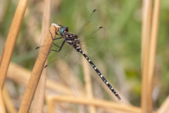 Archaeosynthemis leachii