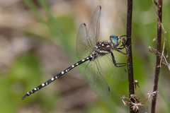 Archaeosynthemis leachii