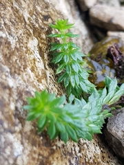 Sherardia arvensis