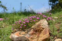 Delosperma cooperi