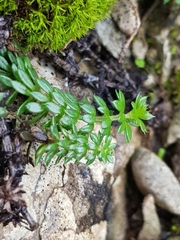 Sherardia arvensis