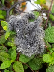 Thaumetopoea herculeana