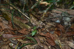 Cheirostylis octodactyla