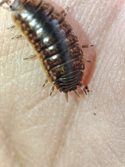 Porcellio dispar
