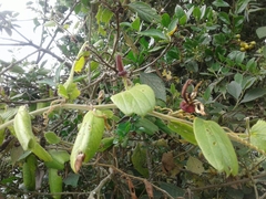 Passiflora bogotensis