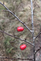 Cotoneaster divaricatus