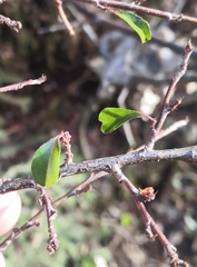 Cotoneaster divaricatus