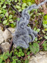 Thaumetopoea herculeana