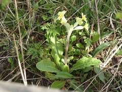 Primula × polyantha