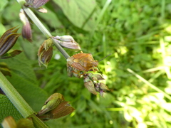 Carpocorini