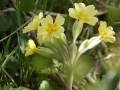 Primula × polyantha