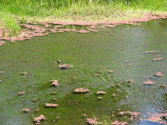 Anas undulata undulata