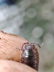 Porcellio dispar