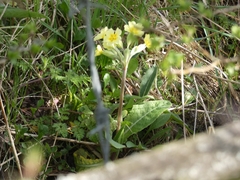 Primula × polyantha