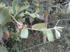 Passiflora bogotensis