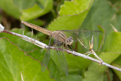 Crocothemis nigrifrons