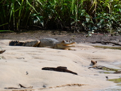 Mecistops leptorhynchus