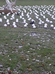 Corvus cornix cornix